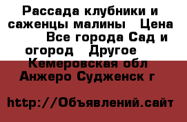 Рассада клубники и саженцы малины › Цена ­ 10 - Все города Сад и огород » Другое   . Кемеровская обл.,Анжеро-Судженск г.